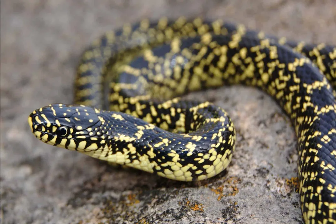Do speckled king snakes shake their tails?, Rattler Likeness