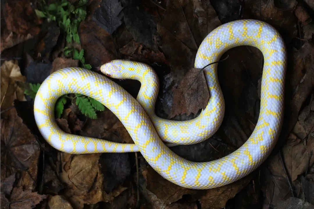 Do speckled king snakes shake their tails?, Defensive Action