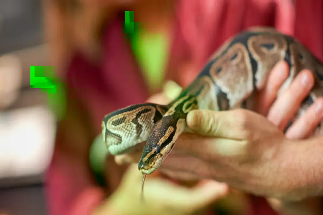 Do spotted python bites hurt?