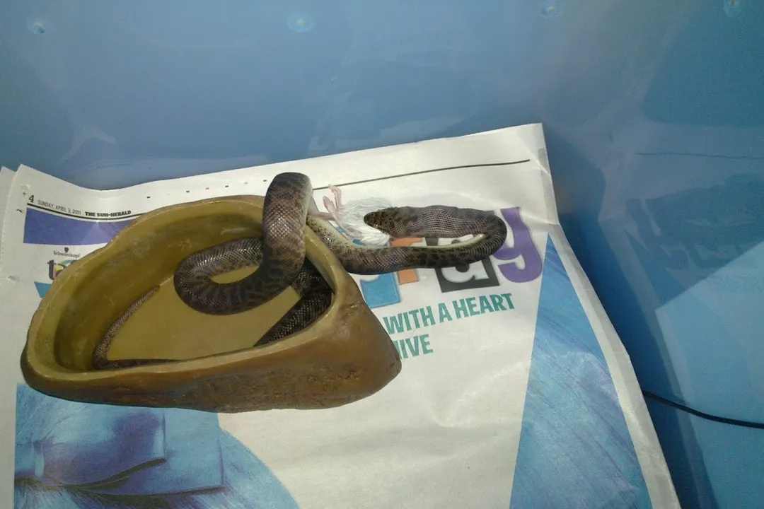 Do spotted pythons like to be held?, Temperament Base