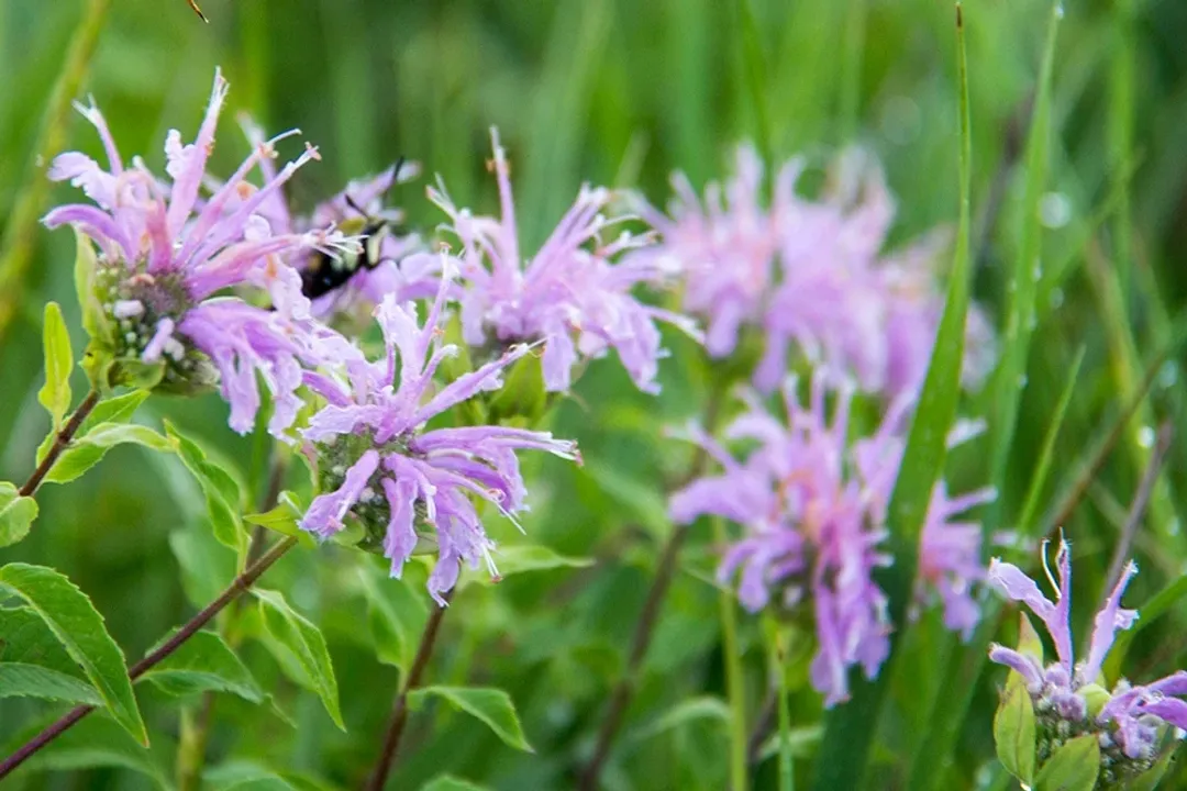 Which underground storage organs do squirrels show a strong preference for raiding in gardens?