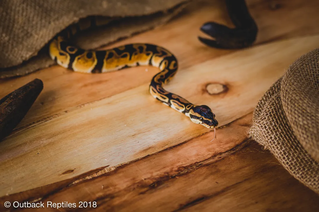 Do sunbeam snakes eat other snakes?