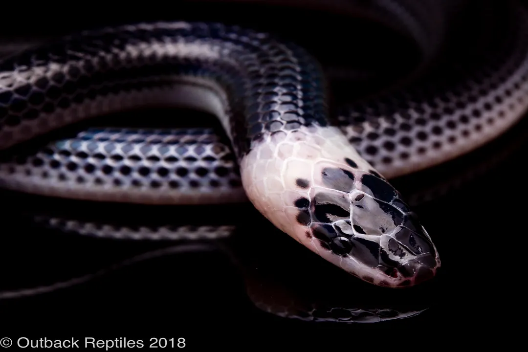 Do sunbeam snakes eat other snakes?, Captive Feeding Regime
