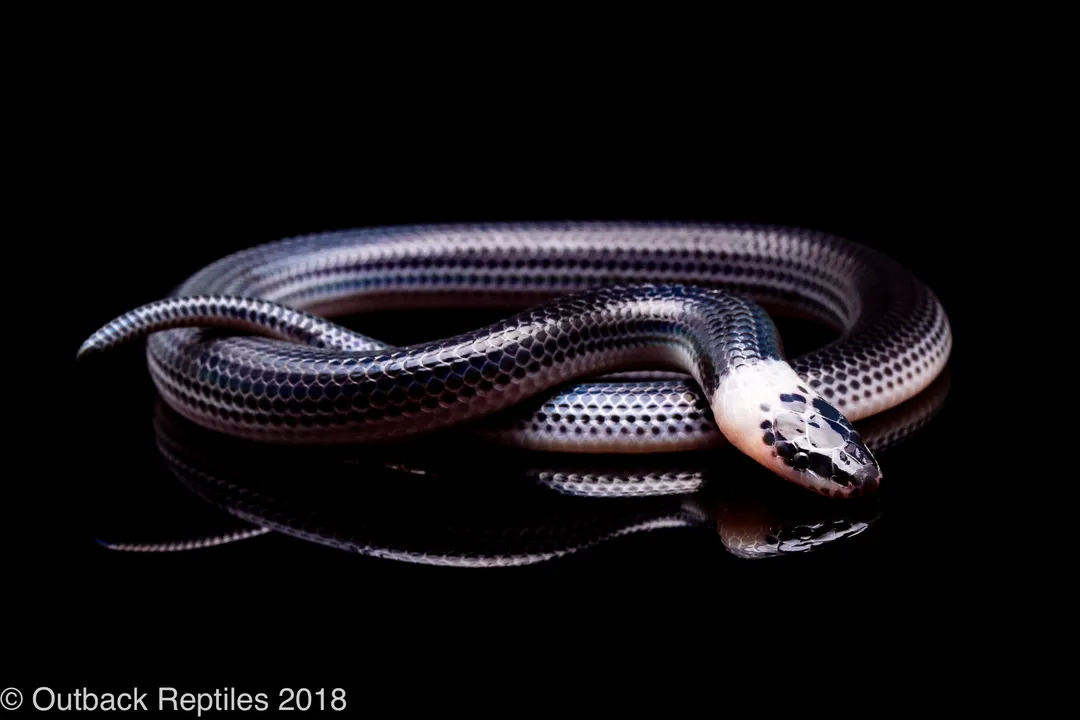 Do sunbeam snakes eat other snakes?, Ophiophagy Inquiry
