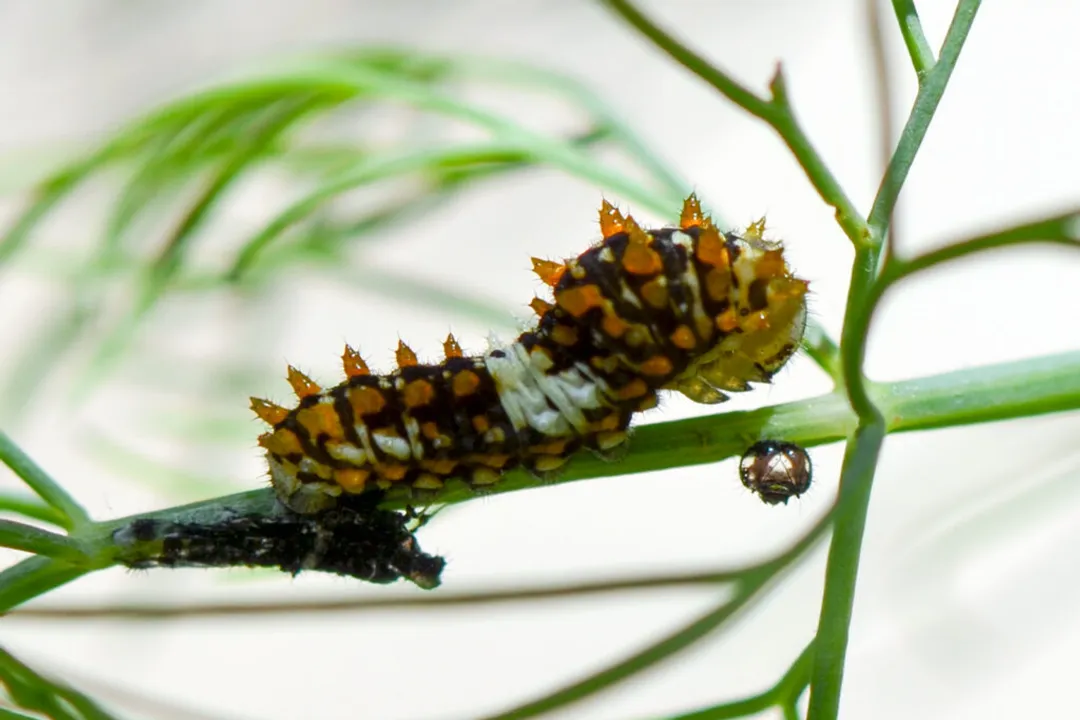 Do swallowtail caterpillars shed their skin?, Appearance Changes