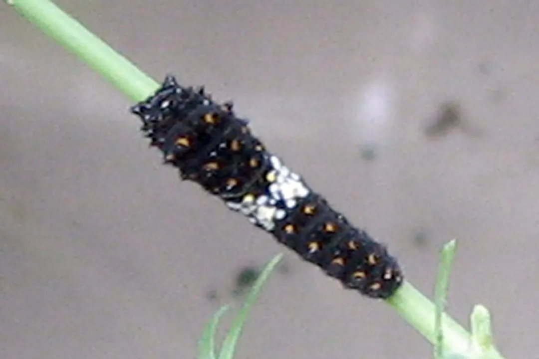 Do swallowtail caterpillars shed their skin?, Molting Cycle
