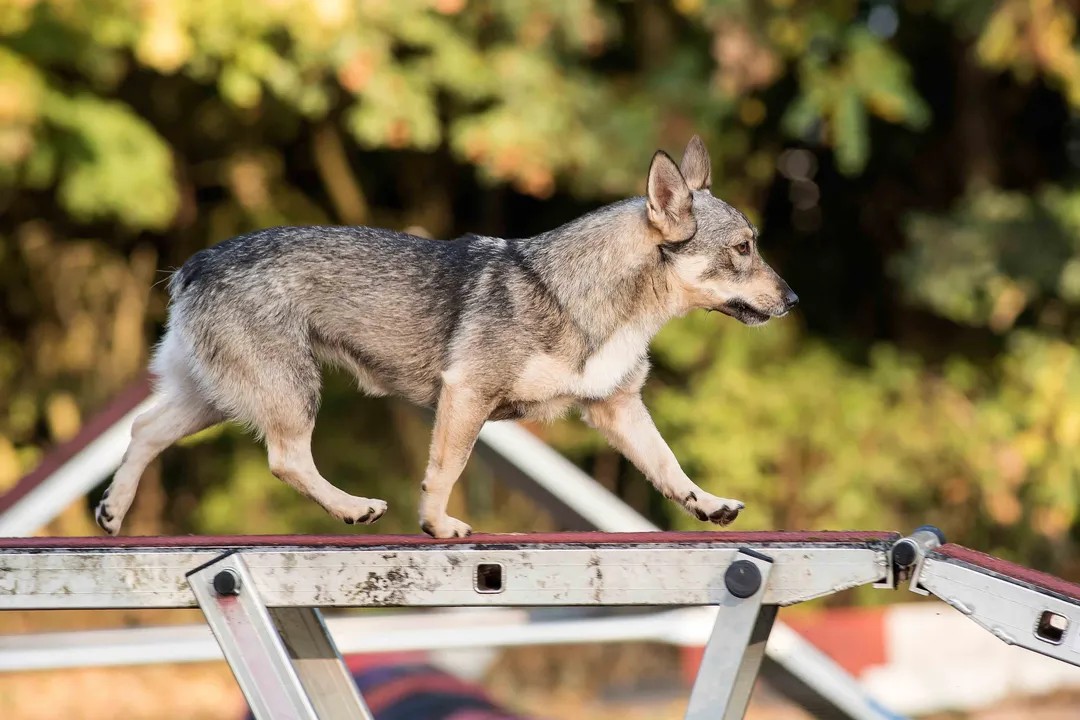 Do Swedish Vallhunds need a lot of space?, Mental territory
