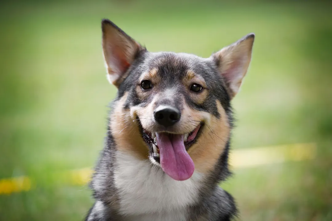 Do Swedish Vallhunds need a lot of space?, Size reality