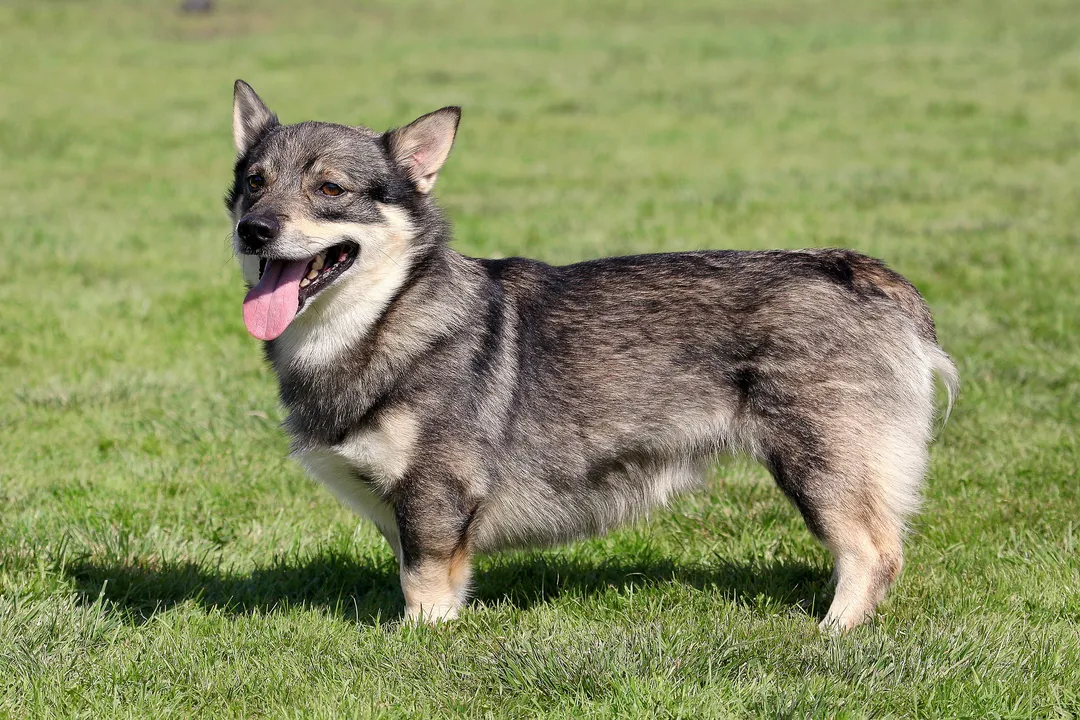 Do Swedish Vallhunds need a lot of space?, Apartment adaptation