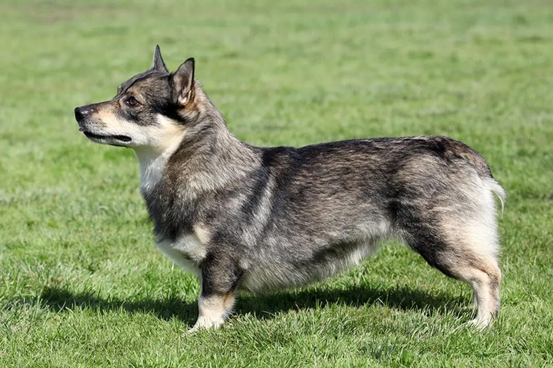 Do Swedish Vallhunds need a lot of space?