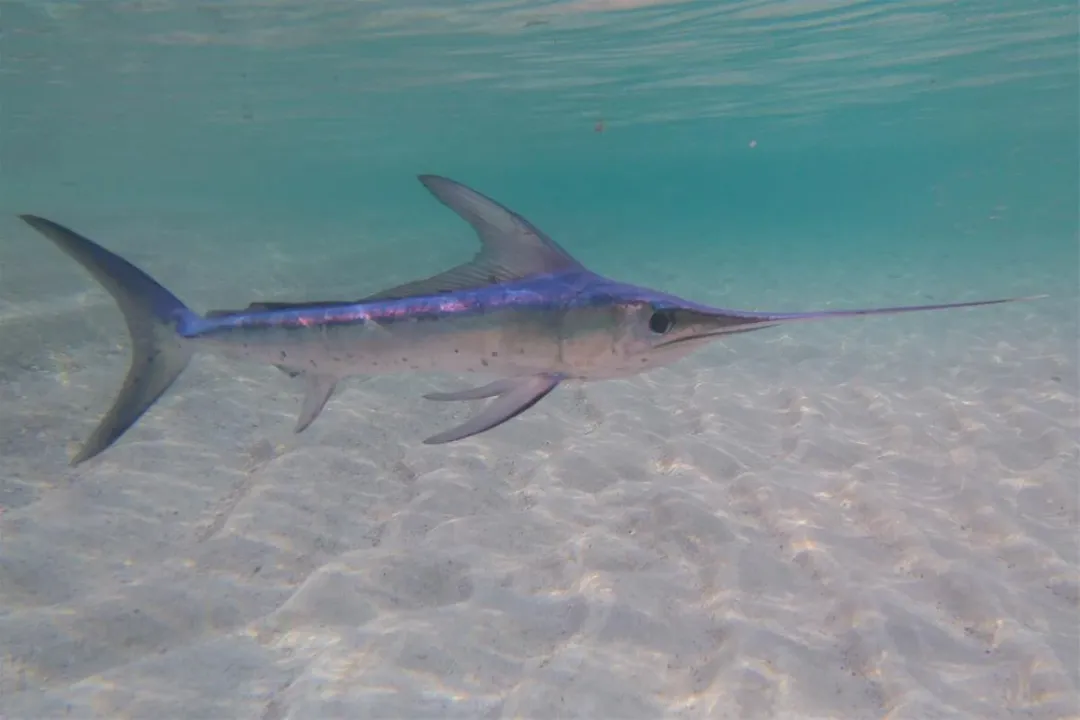 What is the primary hydrodynamic purpose of the swordfish evolving an effectively smooth, scale-free exterior?