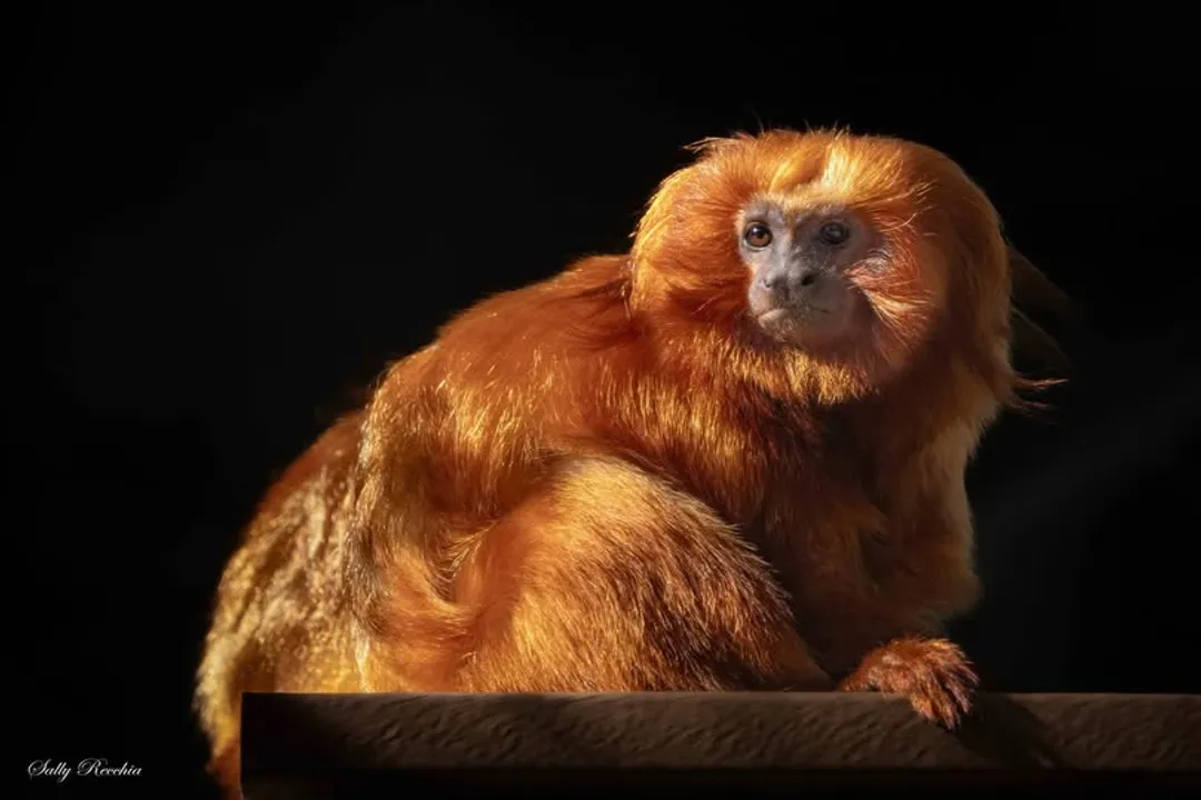 Do tamarins eat bananas?, Zoo Provisioning