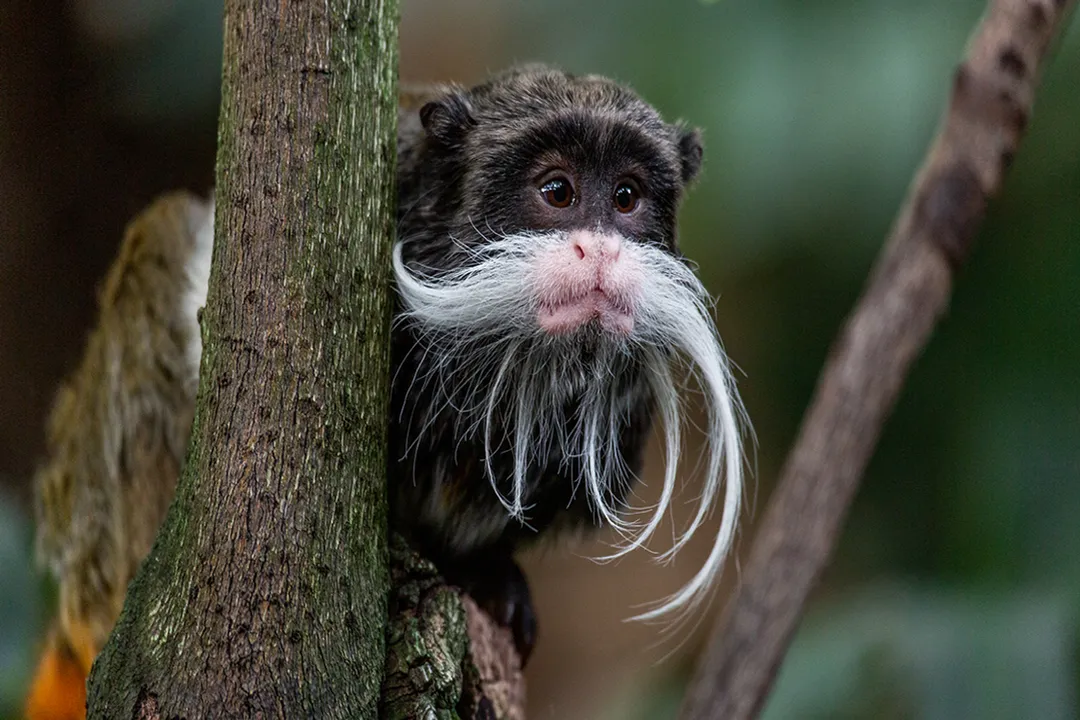 Do tamarins eat bananas?