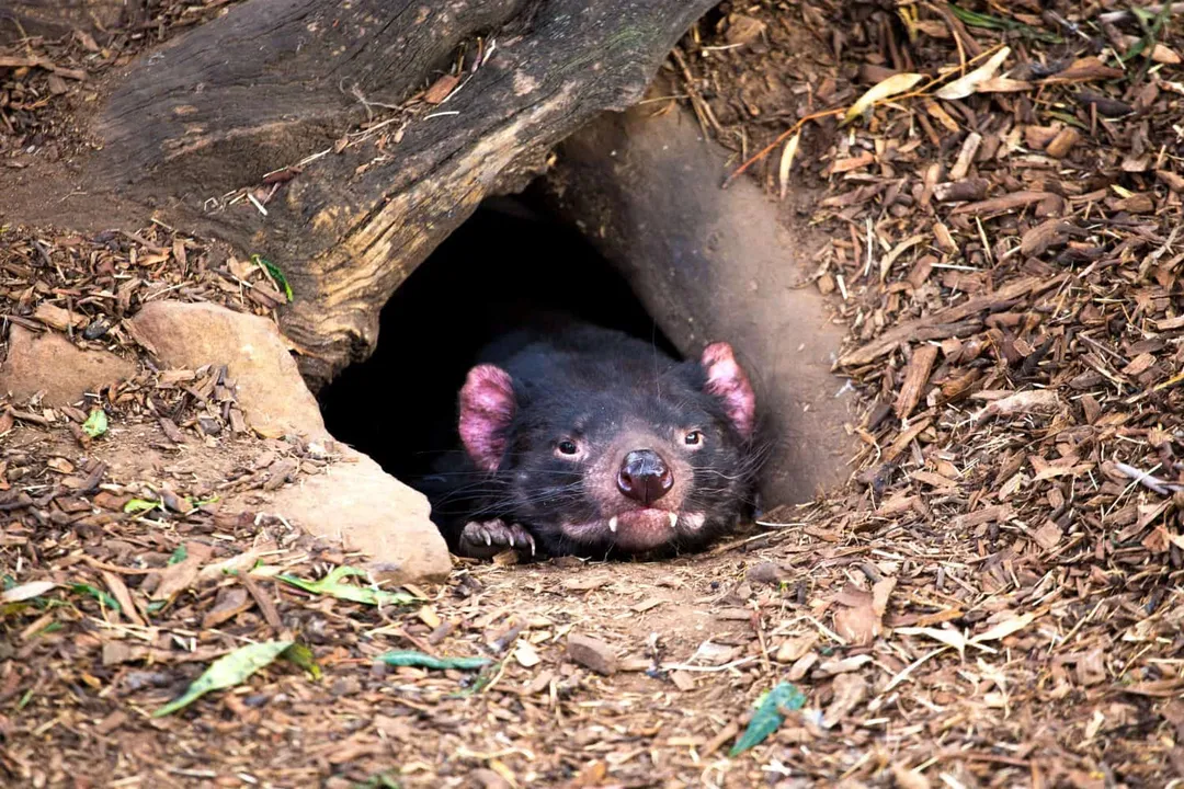 Do Tasmanian devils only eat meat?, Processing Remains