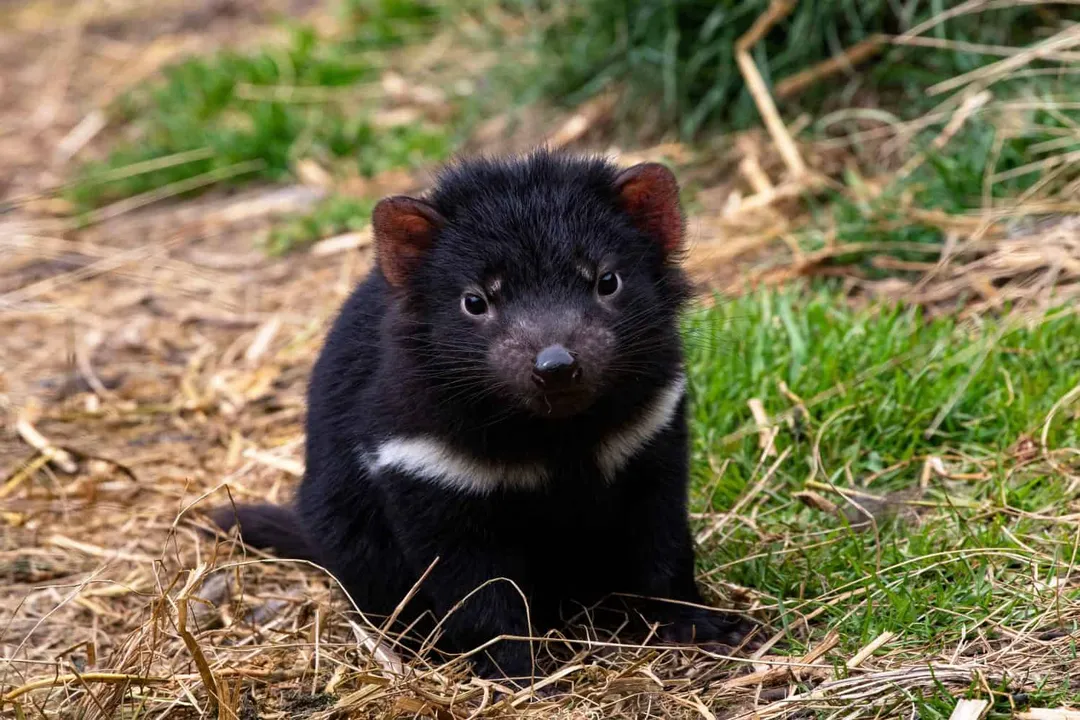 Do Tasmanian devils only eat meat?, Non-Meat Items