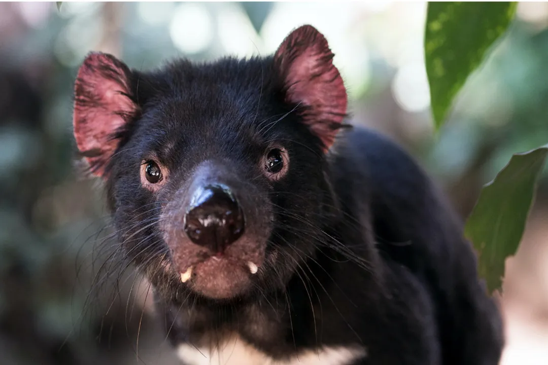 Do Tasmanian devils only eat meat?, Carnivore Classification