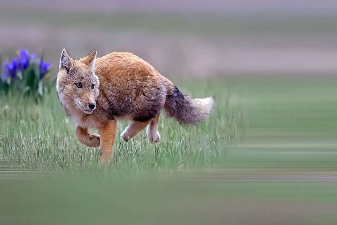 Do Tibetan foxes mate for life?, Lifelong Pairing