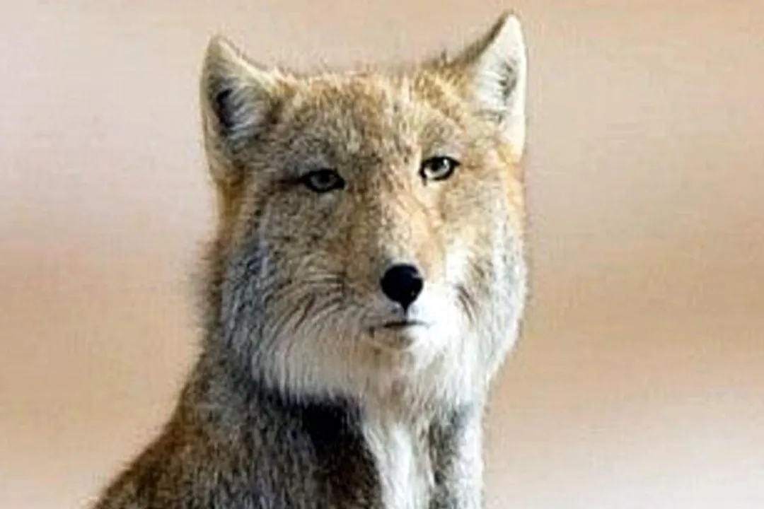 Do Tibetan foxes mate for life?