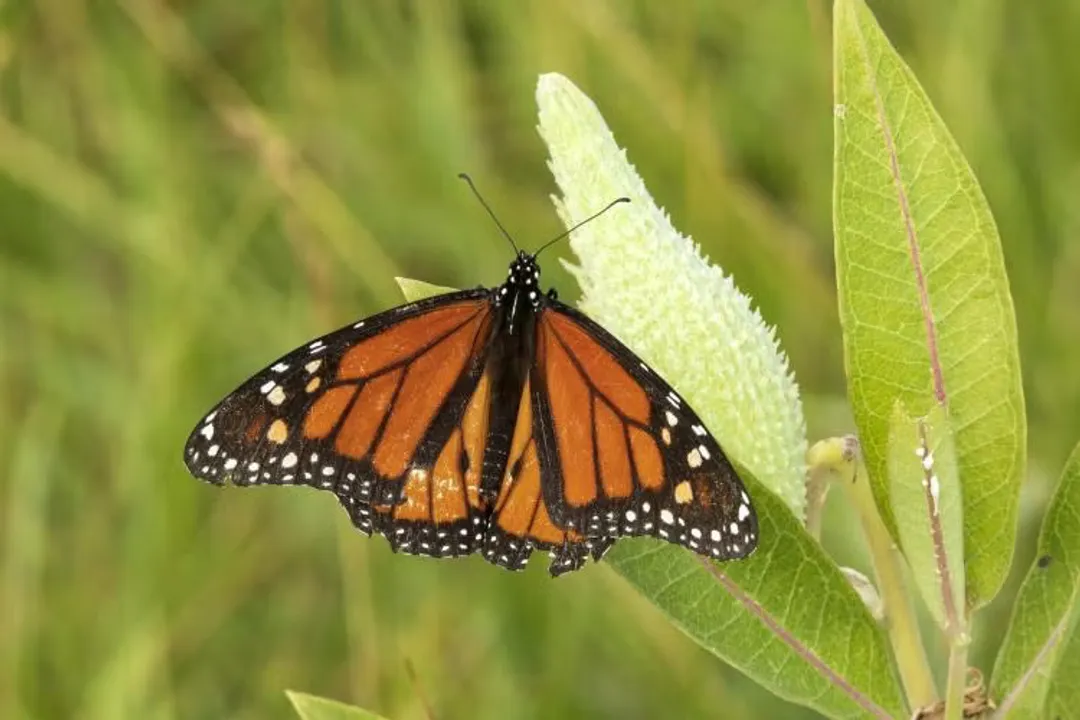 Do tiger swallowtails like milkweed?, Nectar Appeal