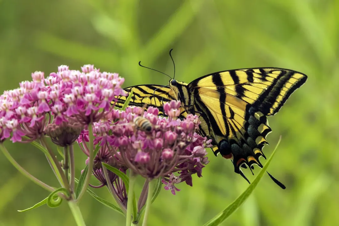 Do tiger swallowtails like milkweed?, Host Plant Distinction