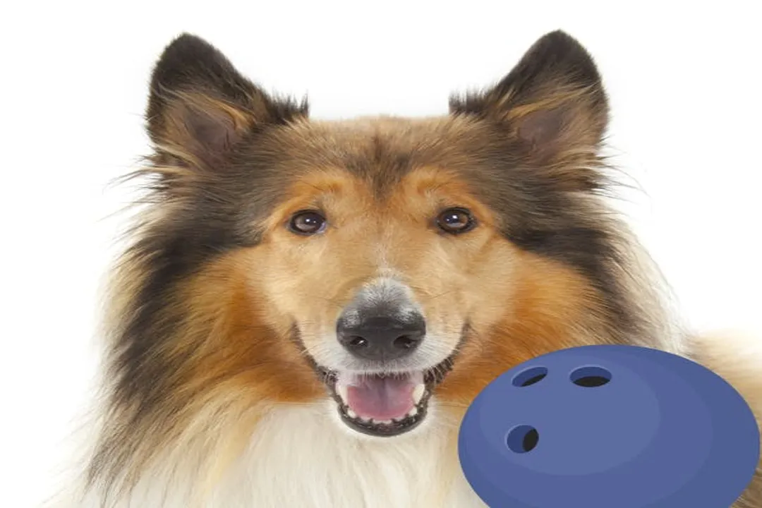 Do Transylvanian hounds bark a lot?, Heritage Sound