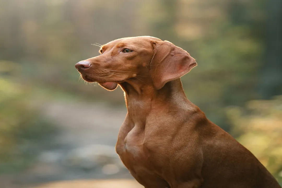 Do Vizslas need grain free food?, Grain Necessity