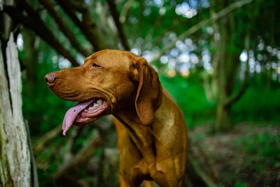Do Vizslas need grain free food?, Breed Metabolism