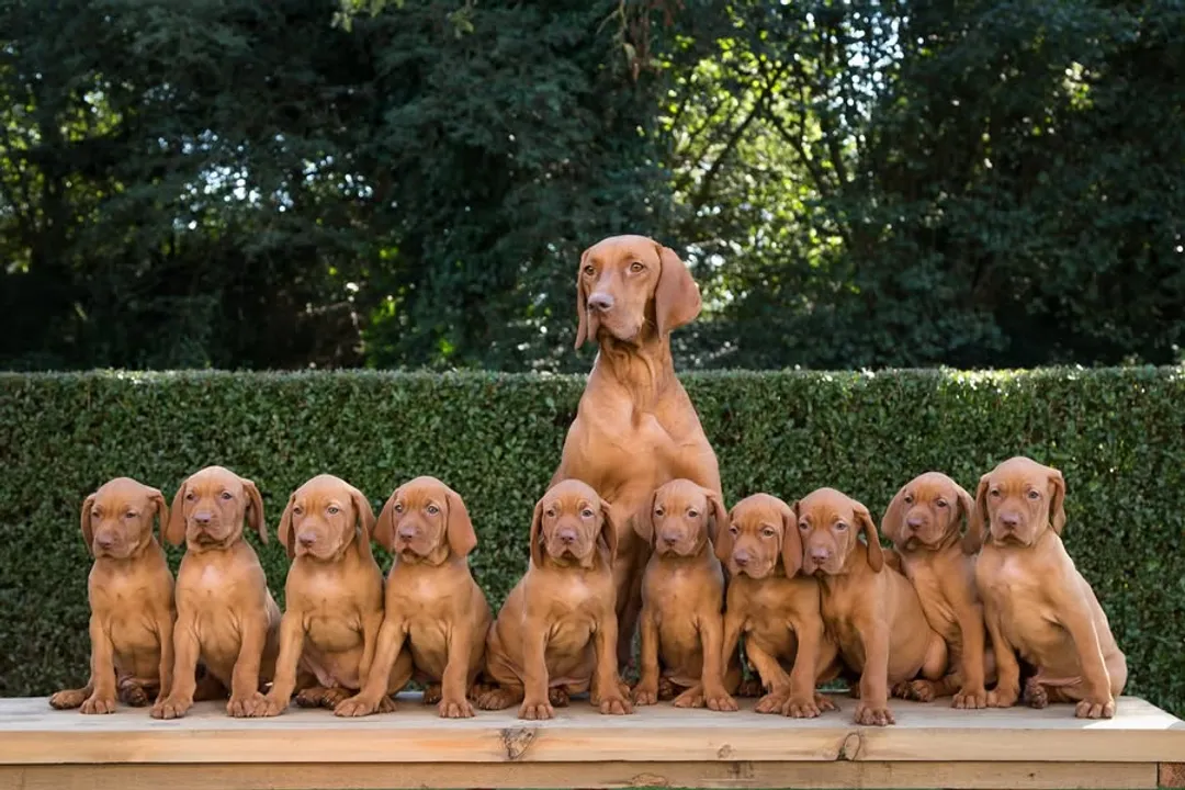 Do wirehaired Vizslas bark a lot?, Breed Profile