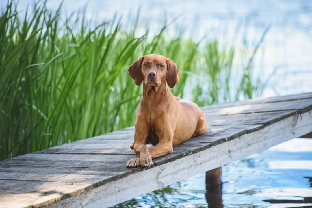 Do wirehaired Vizslas like water?, Coat Protection
