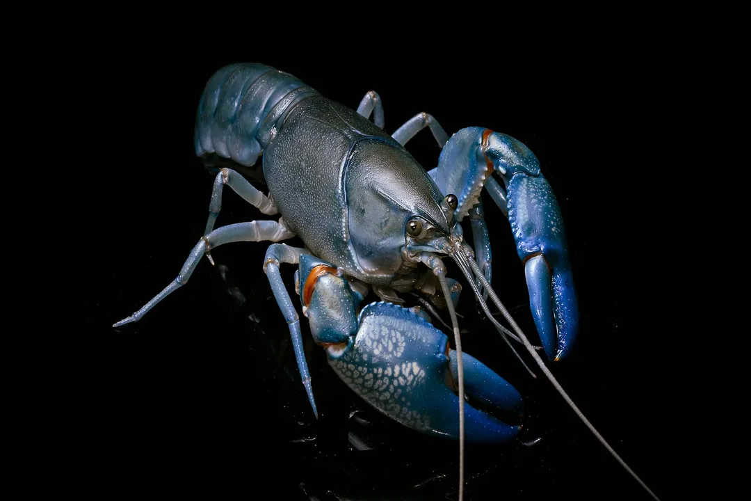 To which Order does Cherax destructor belong alongside crabs and lobsters?