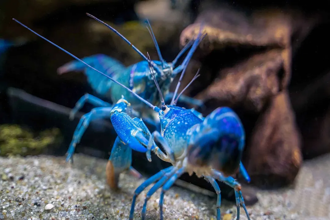 Do yabbies have hearts?, Metabolic Demand and Diet Shifts