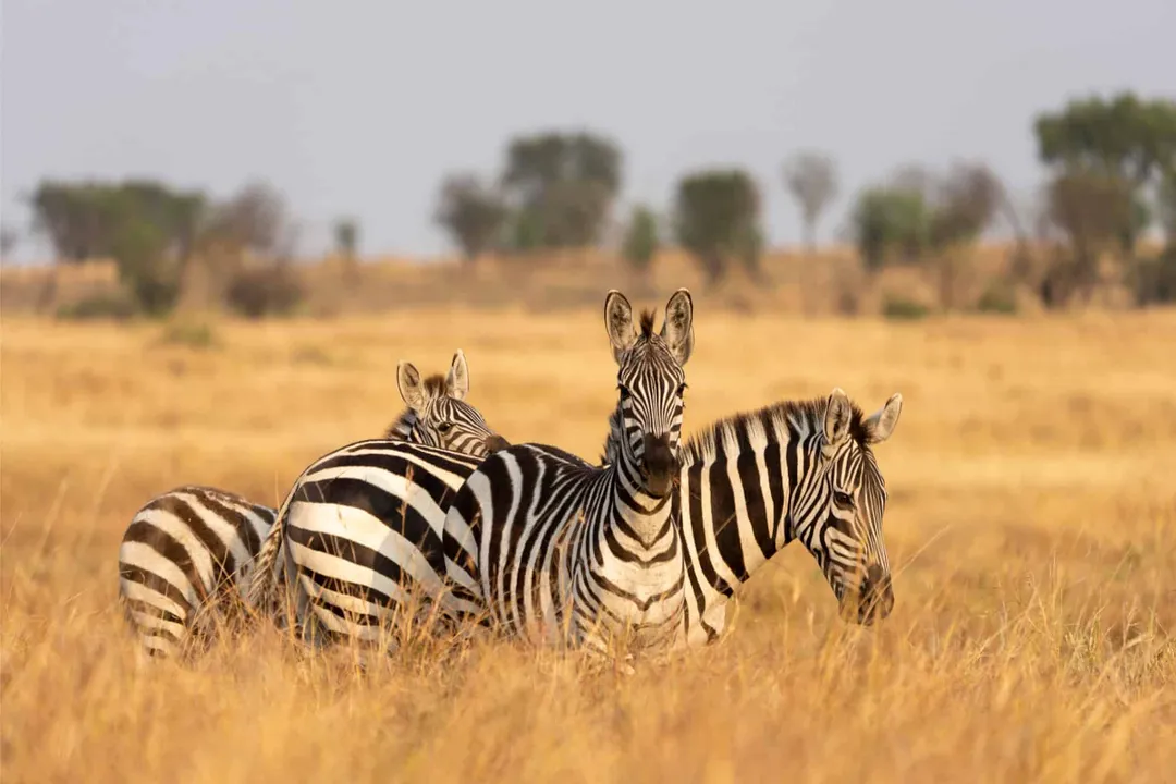 Do zebras eat the same as horses?, Shared Herbivory
