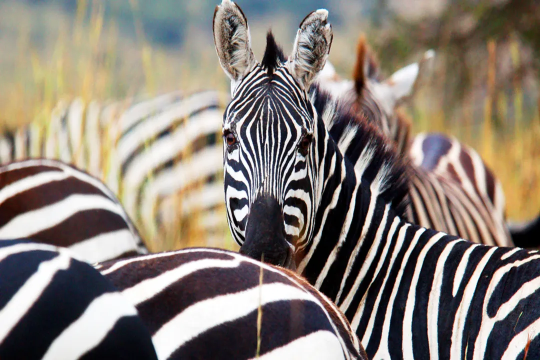 Do zebras eat the same as horses?, Horse Nutrition