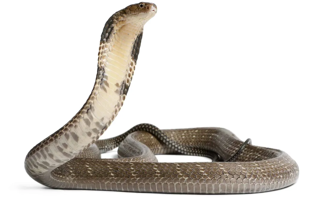 Does a cobra eat meat?, Eating Process