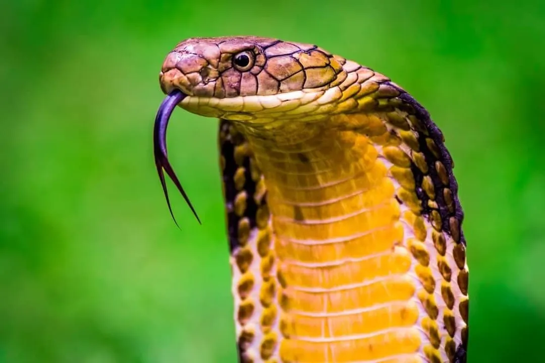 Does a cobra eat meat?, Animal Diet