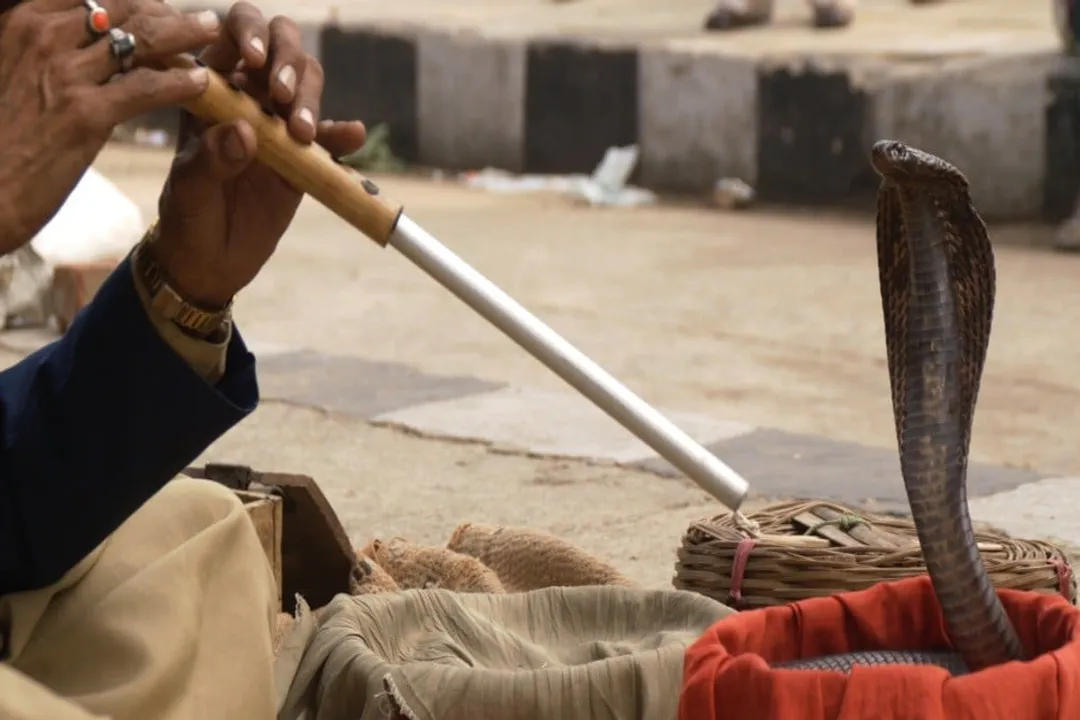 Does a cobra eat meat?, Snake Specialist