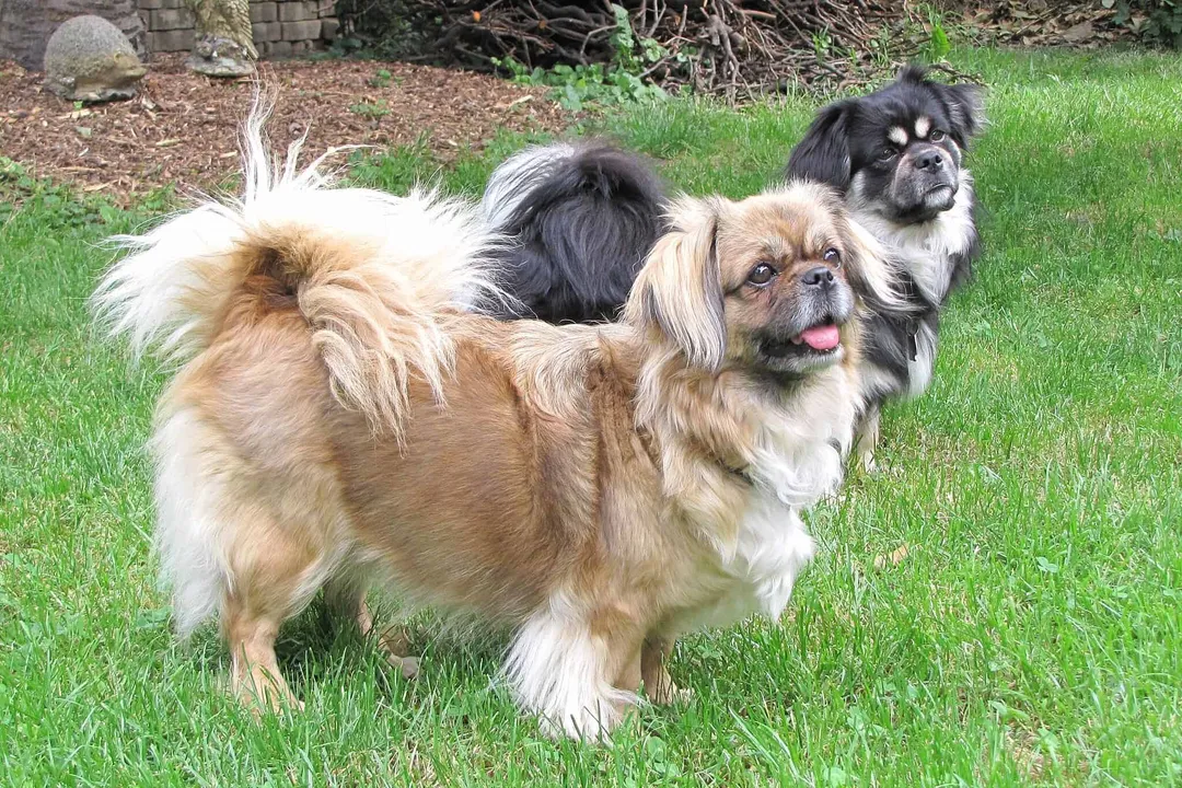 Does a Tibetan Spaniel have hair or fur?, Lion’s Frame
