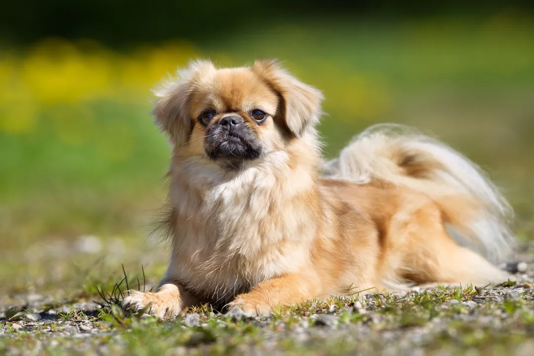 Does a Tibetan Spaniel have hair or fur?, Double Layers