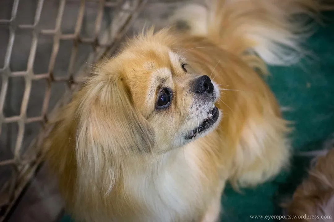 Does a Tibetan Spaniel have hair or fur?, Grooming Needs