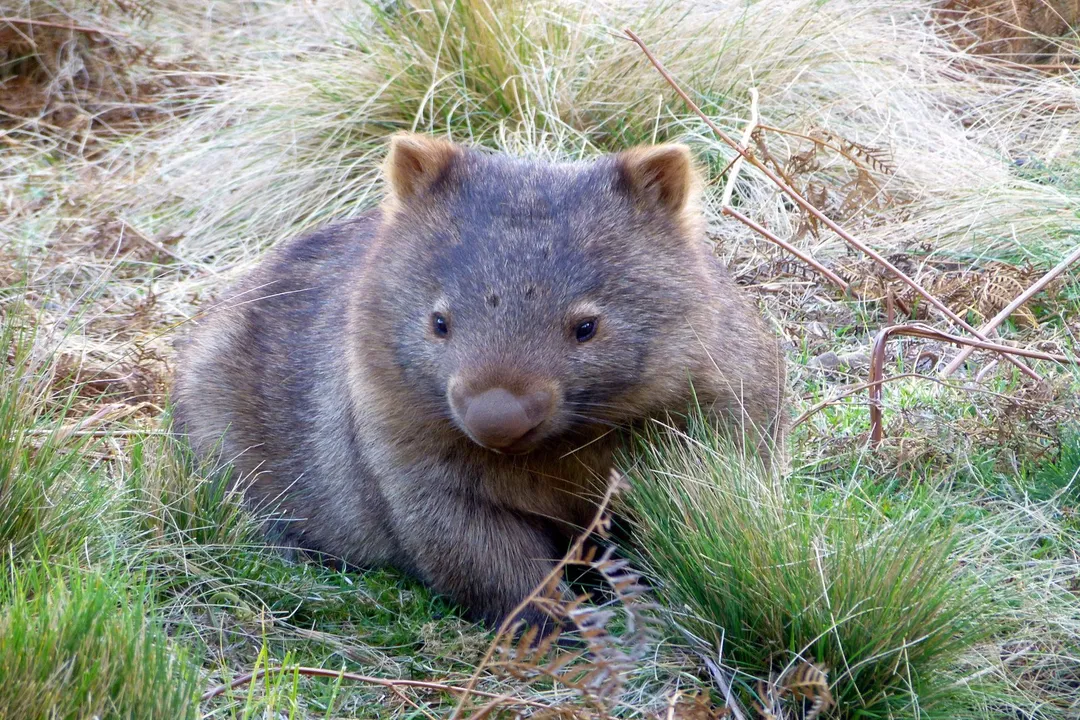 Does a wombat bite hurt?, Contextualizing Aggression