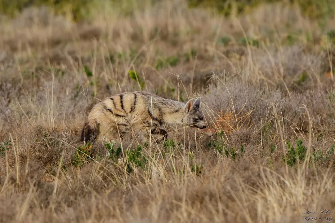 Does aardwolf have food?, Termite Specialist