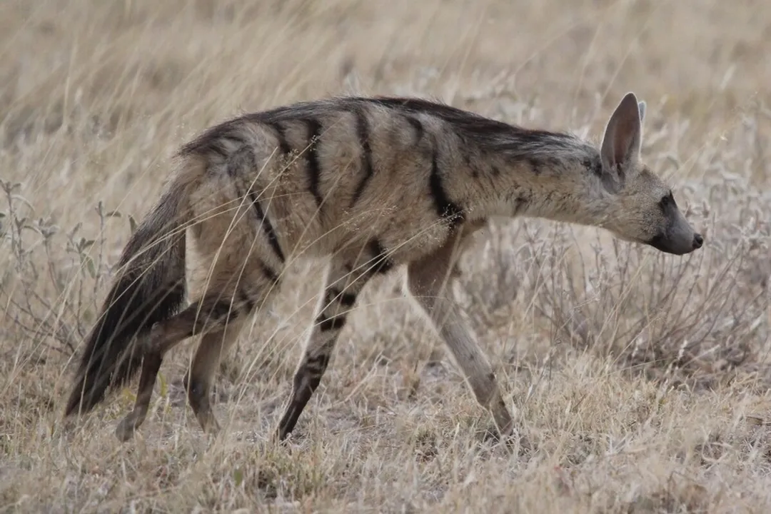 Does aardwolf have food?