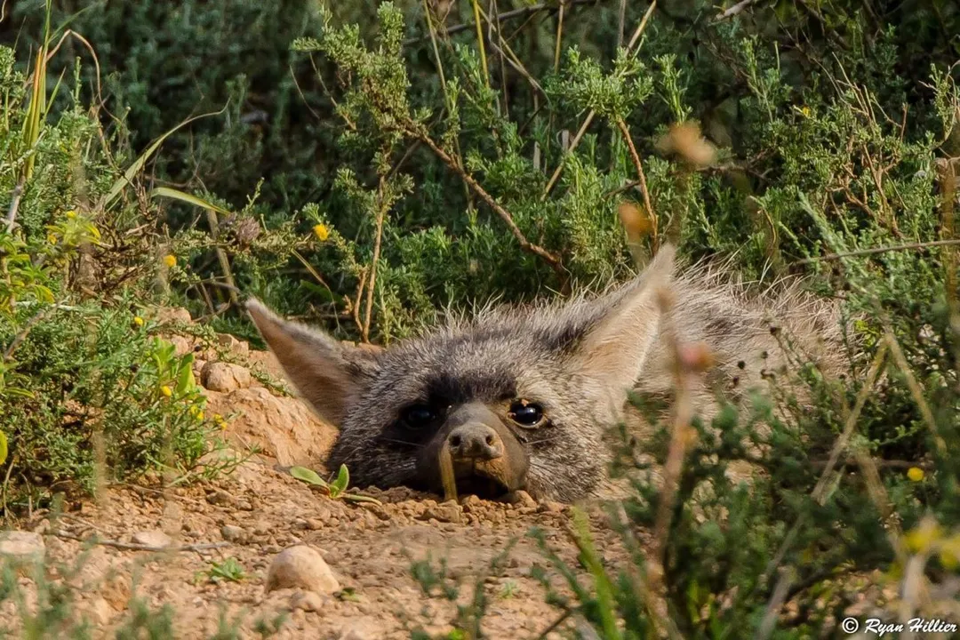 Does aardwolf have food?, Licking Habits