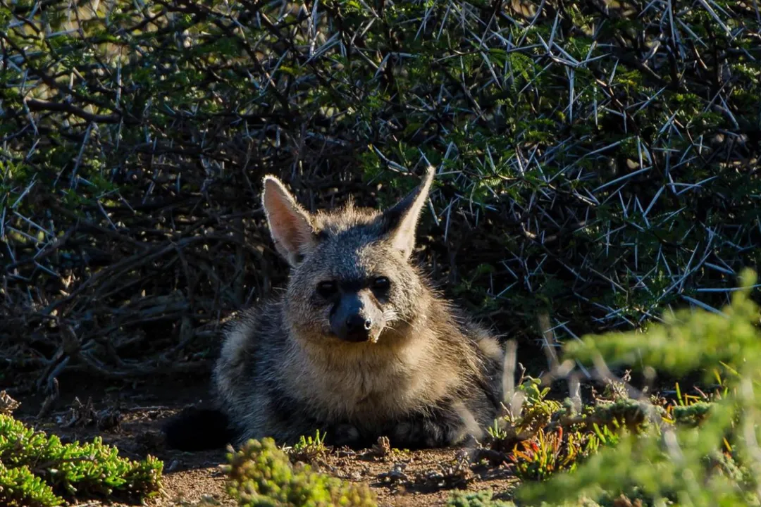 Does aardwolf have food?, Scare Food
