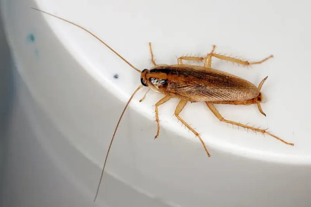 Does seeing one American cockroach mean infestation?, Single Sighting