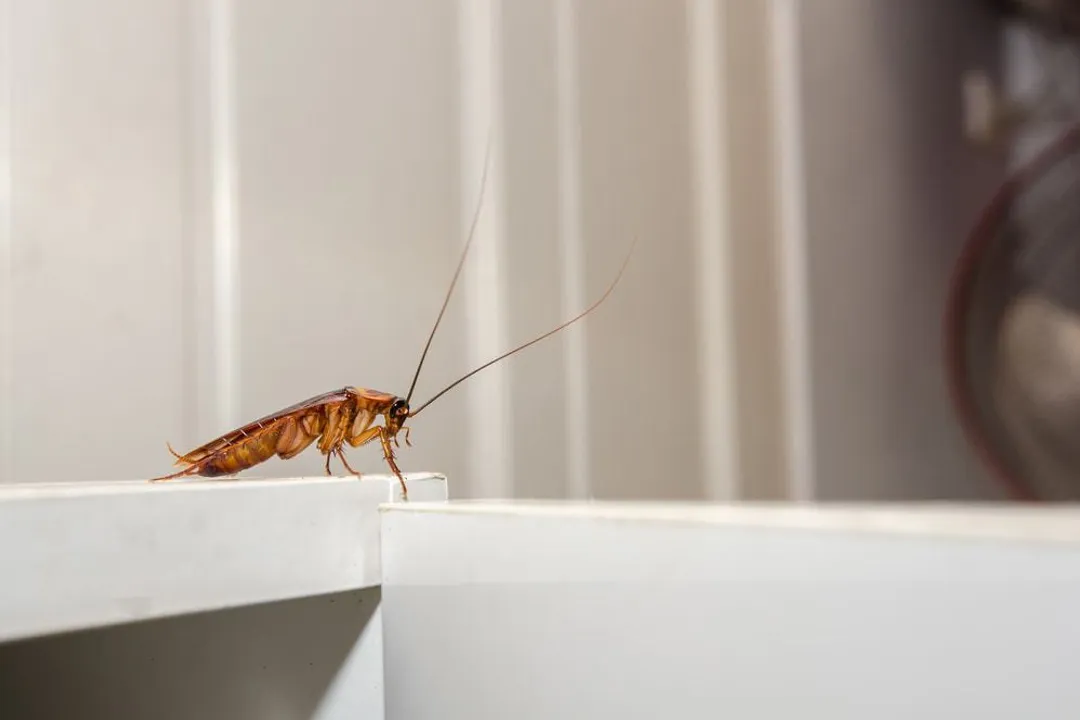 Does seeing one American cockroach mean infestation?, Clear Evidence