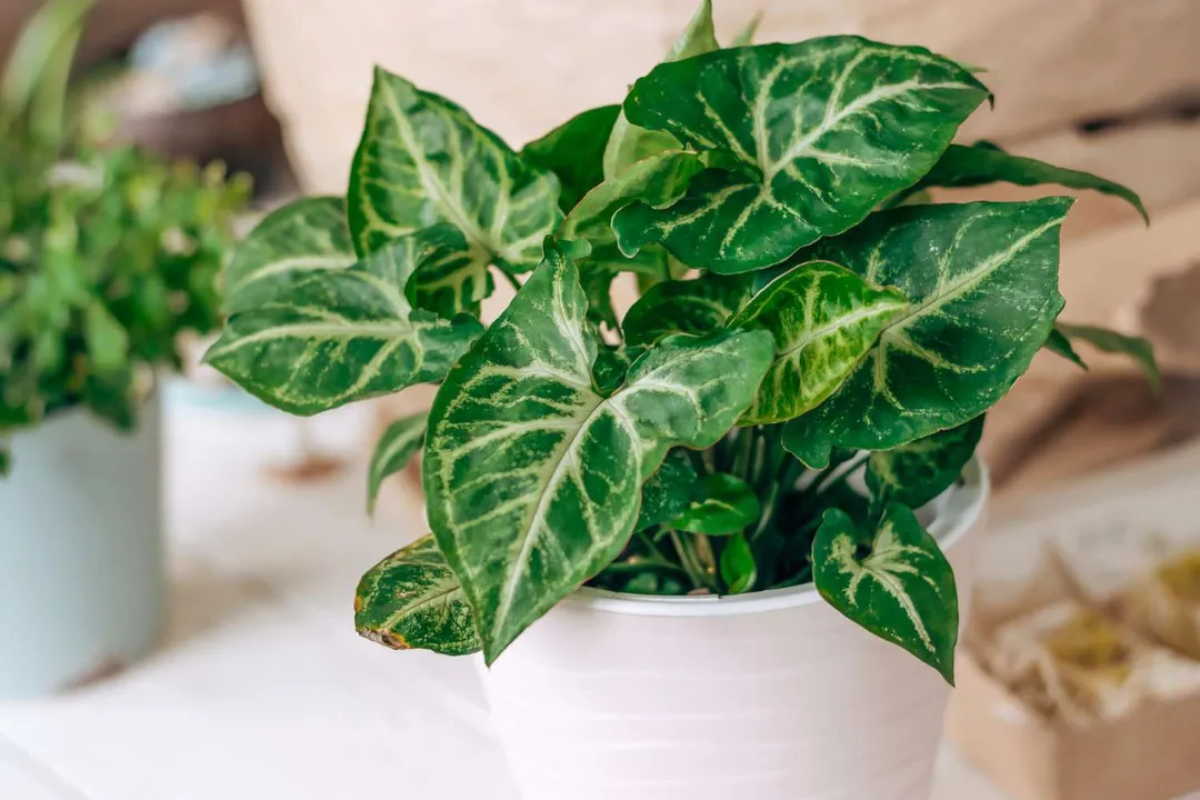 Does the arrowhead plant purify air?
