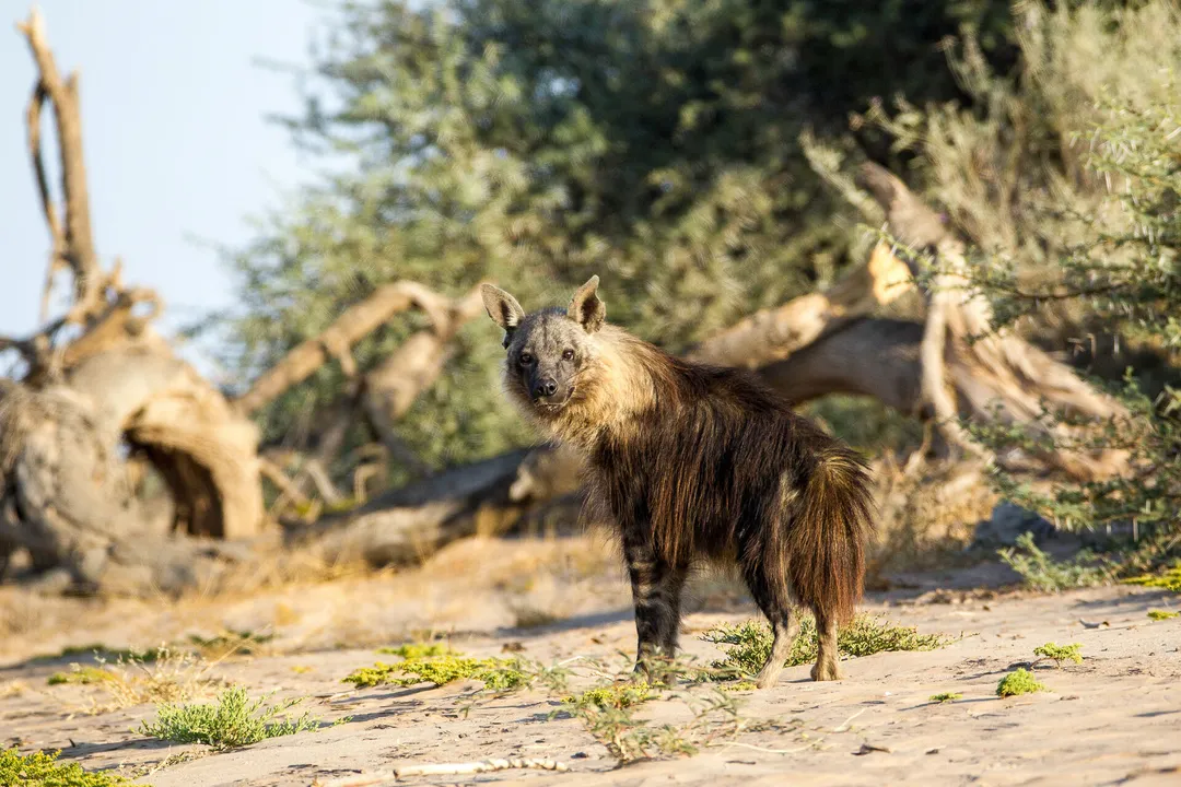 What physical feature is mentioned alongside the brown hyena's shaggy, dark coat?