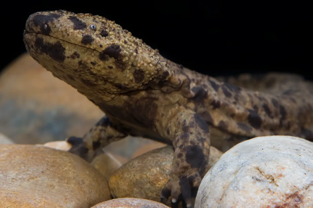 Does the giant salamander have teeth?