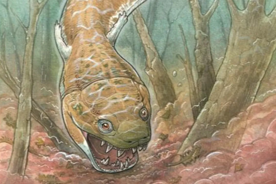 Does the giant salamander have teeth?, True Dentition
